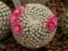 Mammillaria albilanata L068