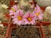 Mammillaria blossfeldiana