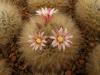 Mammillaria bocasana f. aureispina