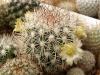 Mammillaria buxbaumeriana ML142