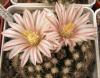 Mammillaria coahuilensis SB699 - Кактусы и суккуленты из Харькова от Оли и Сергея Мирошниченко