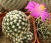 Mammillaria deherdtiana - Кактусы и суккуленты из Харькова от Оли и Сергея Мирошниченко