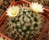 Mammillaria duwei - Кактусы и суккуленты из Харькова от Оли и Сергея Мирошниченко