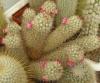 Mammillaria elongata - Кактусы и суккуленты из Харькова от Оли и Сергея Мирошниченко