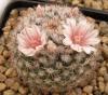 Mammillaria formosa Dr Aroyo - Кактусы и суккуленты из Харькова от Оли и Сергея Мирошниченко