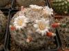 Mammillaria formosa MBF149 - Кактусы и суккуленты из Харькова от Оли и Сергея Мирошниченко