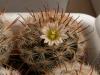 Mammillaria gasseriana SB447 - Кактусы и суккуленты из Харькова от Оли и Сергея Мирошниченко