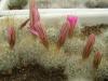 Mammillaria guelzowiana v robustior - Кактусы и суккуленты из Харькова от Оли и Сергея Мирошниченко