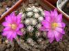 Mammillaria hernandezii FO-023 - Кактусы и суккуленты из Харькова от Оли и Сергея Мирошниченко