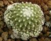 Mammillaria hidalgensis v stahellos - Кактусы и суккуленты из Харькова от Оли и Сергея Мирошниченко