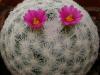 Mammillaria humboldtii - Кактусы и суккуленты из Харькова от Оли и Сергея Мирошниченко