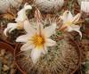 Mammillaria hutchisoniana - Кактусы и суккуленты из Харькова от Оли и Сергея Мирошниченко