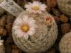 Mammillaria lasiacantha SB431 - Кактусы и суккуленты из Харькова от Оли и Сергея Мирошниченко