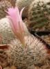 Mammillaria longiflora - Кактусы и суккуленты из Харькова от Оли и Сергея Мирошниченко