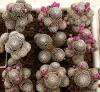 Mammillaria luethyi - Кактусы и суккуленты из Харькова от Оли и Сергея Мирошниченко