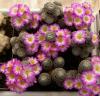 Mammillaria luethyi - Кактусы и суккуленты из Харькова от Оли и Сергея Мирошниченко