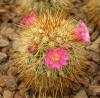 Mammillaria rekoi v aureispina - Кактусы и суккуленты из Харькова от Оли и Сергея Мирошниченко