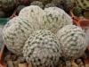 Mammillaria sanchez-mejoradae - Кактусы и суккуленты из Харькова от Оли и Сергея Мирошниченко