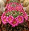 Mammillaria sartorii - Кактусы и суккуленты из Харькова от Оли и Сергея Мирошниченко