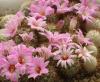 Mammillaria schumannii - Кактусы и суккуленты из Харькова от Оли и Сергея Мирошниченко