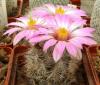 Mammillaria tetrancistra - Кактусы и суккуленты из Харькова от Оли и Сергея Мирошниченко