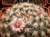 Mammillaria uncinata - Кактусы и суккуленты из Харькова от Оли и Сергея Мирошниченко