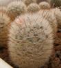 Mammillaria viescensis - Кактусы и суккуленты из Харькова от Оли и Сергея Мирошниченко