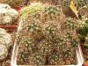 Mammillaria voburnensis - Кактусы и суккуленты из Харькова от Оли и Сергея Мирошниченко