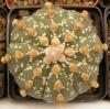 Astrophytum  SK x - Кактусы и суккуленты из Харькова от Оли и Сергея Мирошниченко