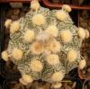 Astrophytum cultivar 'Ooibo' - Кактусы и суккуленты из Харькова от Оли и Сергея Мирошниченко