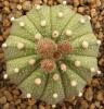 Astrophytum cultivar 'multicostatus' - Кактусы и суккуленты из Харькова от Оли и Сергея Мирошниченко