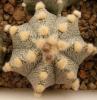 Astrophytum cultivar - Кактусы и суккуленты из Харькова от Оли и Сергея Мирошниченко