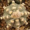 Astrophytum cultivar - Кактусы и суккуленты из Харькова от Оли и Сергея Мирошниченко