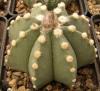 Astrophytum cultivar - Кактусы и суккуленты из Харькова от Оли и Сергея Мирошниченко