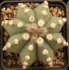 Astrophytum cultivar - Кактусы и суккуленты из Харькова от Оли и Сергея Мирошниченко