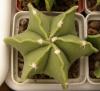 Astrophytum myriostigma f nudum 7 ribs - Кактусы и суккуленты из Харькова от Оли и Сергея Мирошниченко