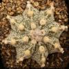 Astrophytum cultivar - Кактусы и суккуленты из Харькова от Оли и Сергея Мирошниченко