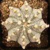 Astrophytum cultivar - Кактусы и суккуленты из Харькова от Оли и Сергея Мирошниченко