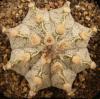 Astrophytum cultivar - Кактусы и суккуленты из Харькова от Оли и Сергея Мирошниченко