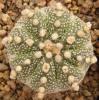 Astrophytum cultivar - Кактусы и суккуленты из Харькова от Оли и Сергея Мирошниченко