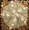 Astrophytum cultivar 'Fukuriyo' 5 ribs - Кактусы и суккуленты из Харькова от Оли и Сергея Мирошниченко