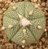 Astrophytum cultivar 5 ribs - Кактусы и суккуленты из Харькова от Оли и Сергея Мирошниченко