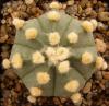 Astrophytum cultivar  'Ooibo' - Кактусы и суккуленты из Харькова от Оли и Сергея Мирошниченко