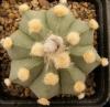 Astrophytum cultivar  'Ooibo' - Кактусы и суккуленты из Харькова от Оли и Сергея Мирошниченко