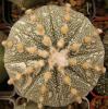 Astrophytum cultivar - Кактусы и суккуленты из Харькова от Оли и Сергея Мирошниченко