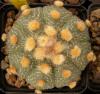 Astrophytum cultivar 'Ooibo' - Кактусы и суккуленты из Харькова от Оли и Сергея Мирошниченко