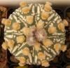 Astrophytum cultivar 'Ooibo' - Кактусы и суккуленты из Харькова от Оли и Сергея Мирошниченко