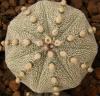 Astrophytum cultivar - Кактусы и суккуленты из Харькова от Оли и Сергея Мирошниченко