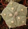 Astrophytum MYR x AS 5 ribs - Кактусы и суккуленты из Харькова от Оли и Сергея Мирошниченко