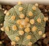 Astrophytum cultivar 'Ooibo' - Кактусы и суккуленты из Харькова от Оли и Сергея Мирошниченко